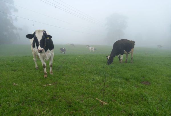Vacas Holandesas toleram frio, mas umidade aumenta riscos