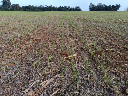 Safra de inverno avança e Emater projeta balanço