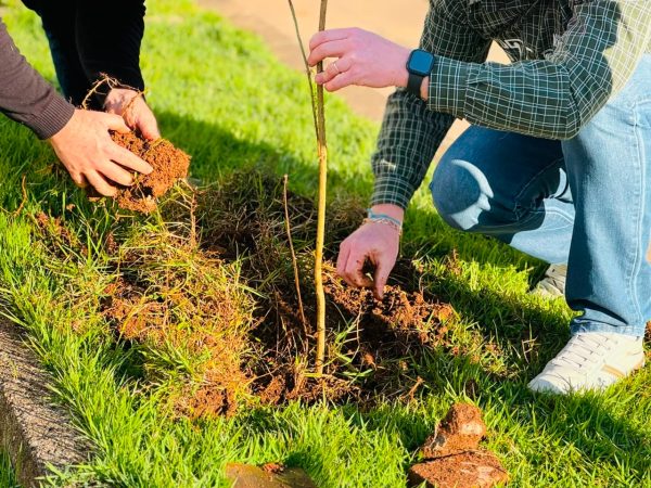 Estrela encerra Semana do Meio Ambiente com plantio de árvores