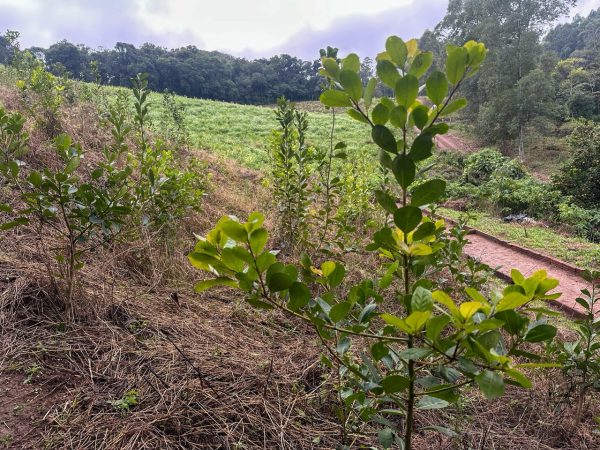 Inscrições para subsídio de mudas de erva-mate iniciam nesta segunda