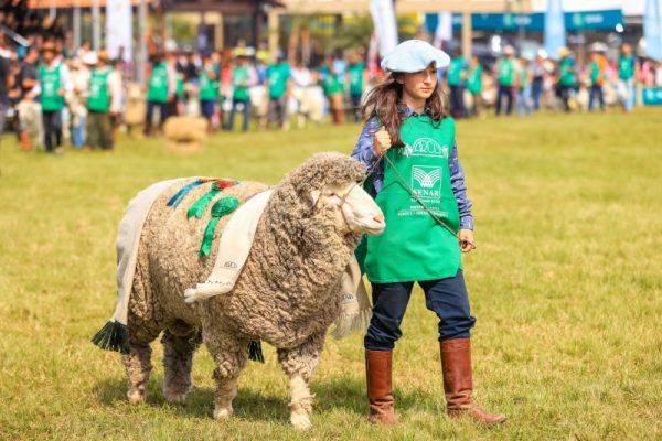 Expointer terá novas exigências para inscrição de ovinos