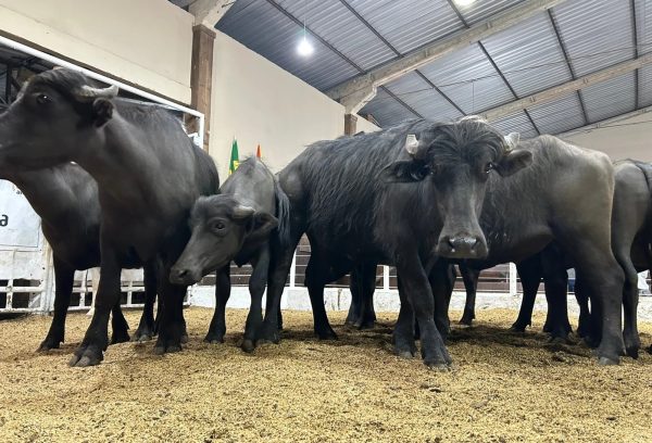 Preço médio do búfalo supera R$ 10 por quilo vivo