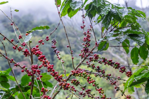 Chuvas travam colheita e sustentam preços do café