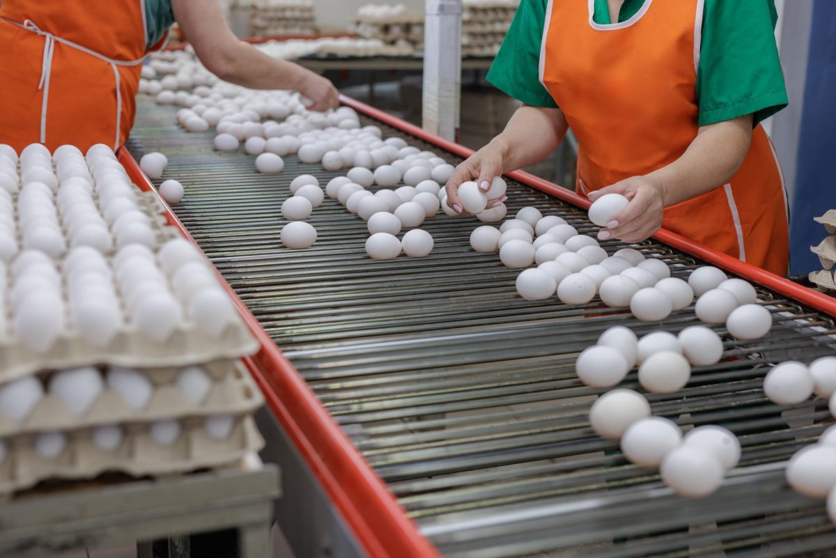 Mercado de ovos registra nova retração