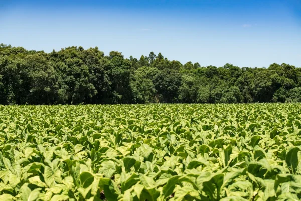 Fumicultores mantêm 156 mil hectares de florestas