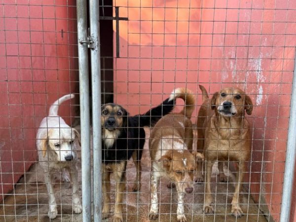 Lajeado registra aumento no abandono de cães