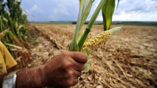 Governo publica regras para renegociação de dívidas rurais
