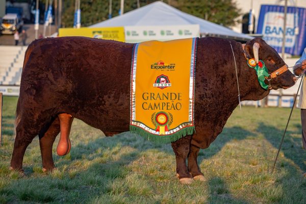 Expointer abre inscrições para raças Devon e Bravon