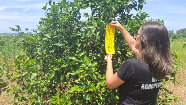 Estado confirma novo foco de greening