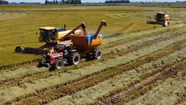 Exportações recordes impulsionam recuperação do arroz