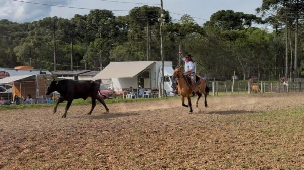 MTG endurece regras para rodeios e prevê até banimento de entidades por maus-tratos
