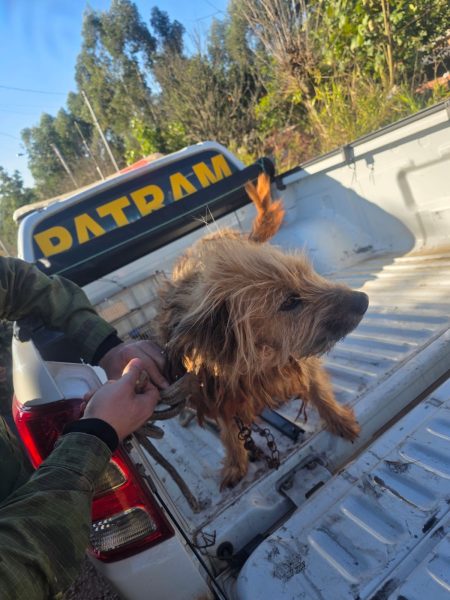 Tutor é preso em flagrante por maus-tratos a cachorro