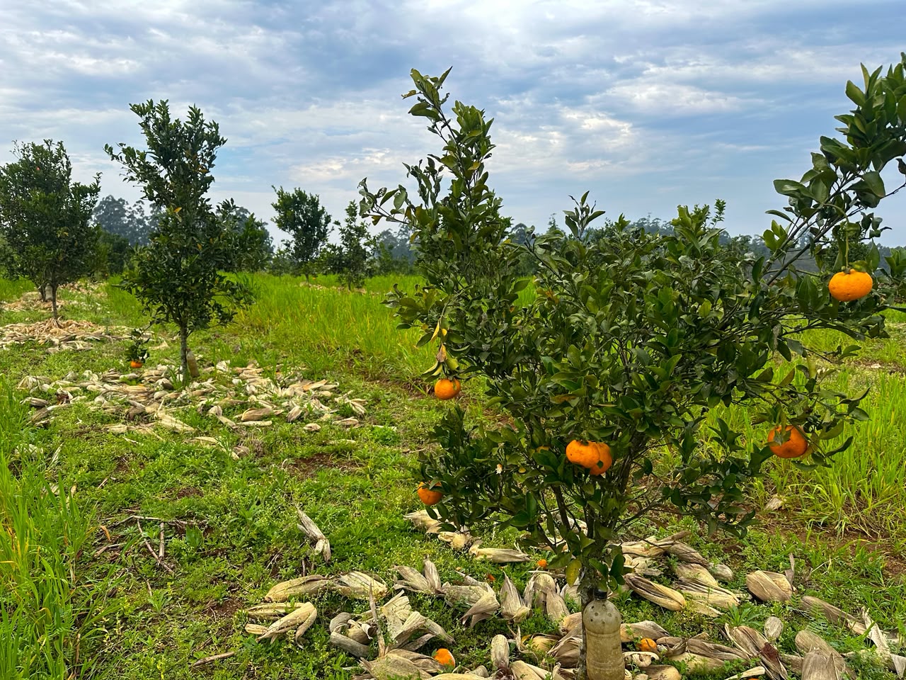 Venâncio Aires abre inscrições para subsídio de mudas frutíferas