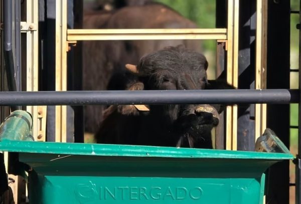 Avaliação mede eficiência alimentar de búfalos
