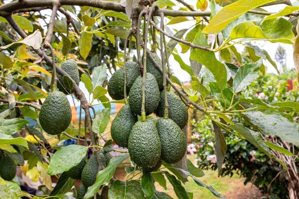 Brasil projeta maior safra de avocado da história