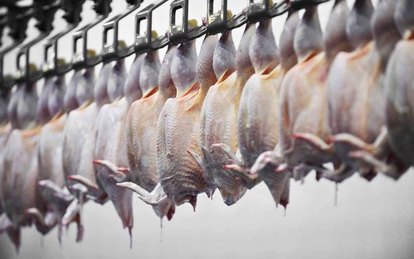Exportação de proteínas bate recorde no semestre