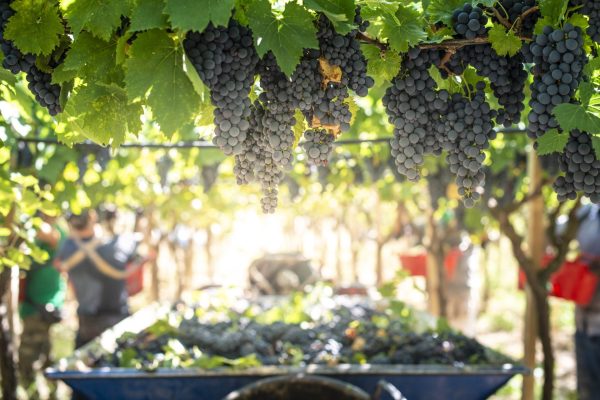 Uva será a fruta mais afetada pelo tarifaço