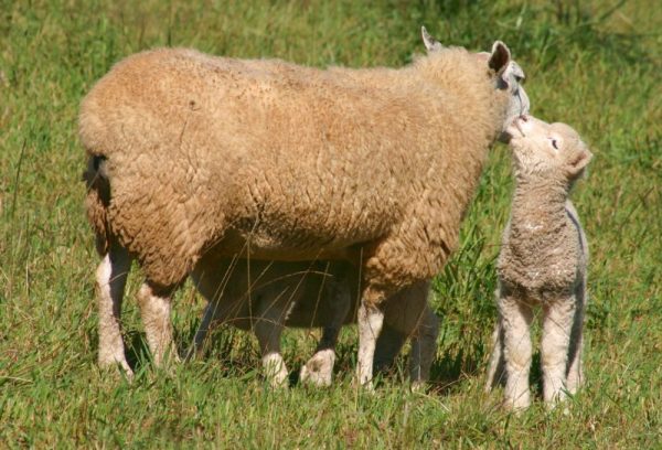 Associação alerta para manejo de cordeiros no inverno