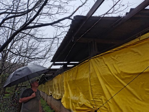 “Agora é reconstruir”, diz produtor após temporal destelhar galpão