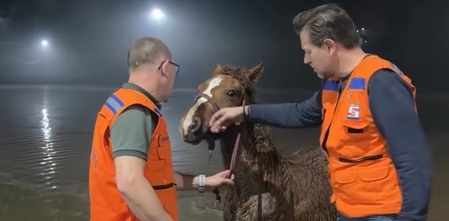 “Salvamos o bichinho”: em meio à cheia, prefeito de Encantado resgata cavalo
