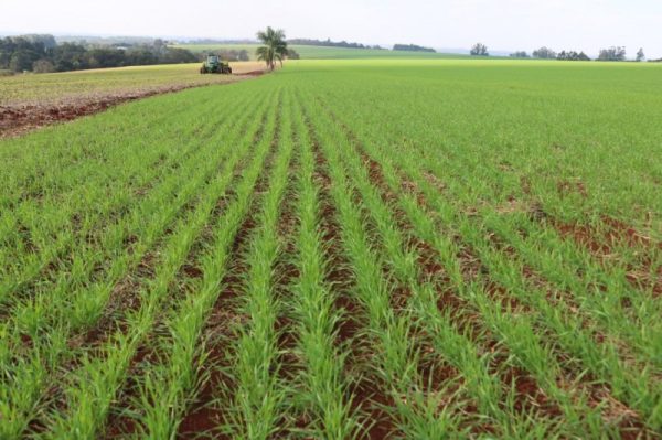 Semeadura de trigo alcança 87% da área prevista