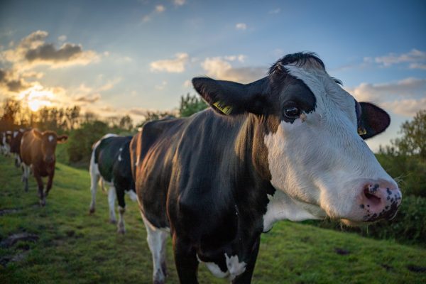 Fundesa altera modelo de arrecadação para bovinos e búfalos