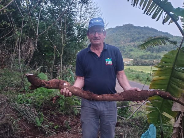 “Nunca vi algo assim”: agricultor colhe aipim com 2,55 metros e dez quilos