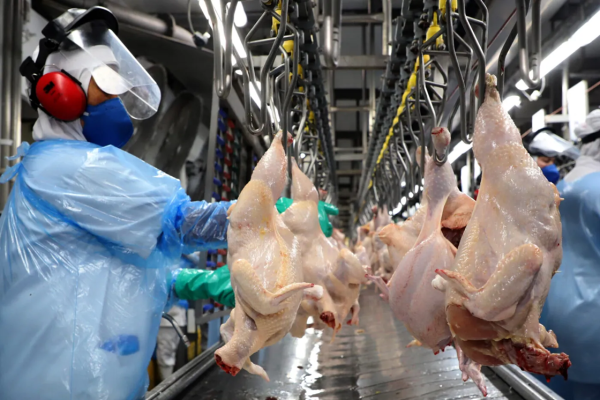 Oferta de carne cresce e preço de ovos segue em baixa