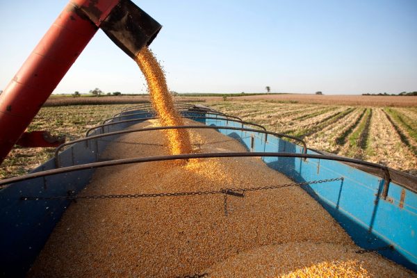Conab anuncia compra de até 20 mil toneladas de milho