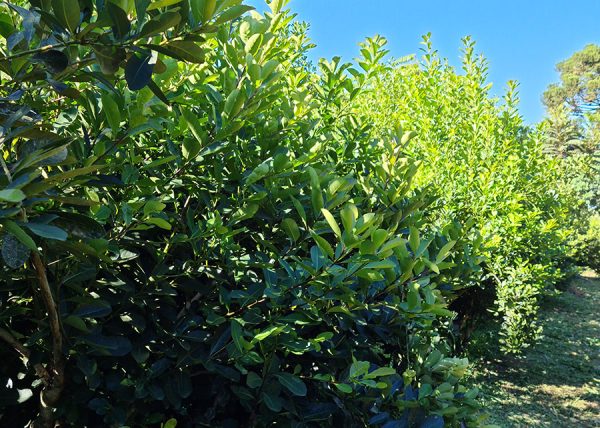 Aplicativos facilitam manejo da erva-mate