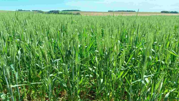 Trigo avança com 33% das lavouras em floração